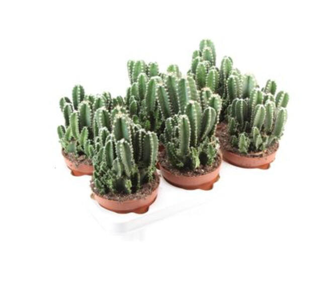 CACTUS CEREUS FLORIDA