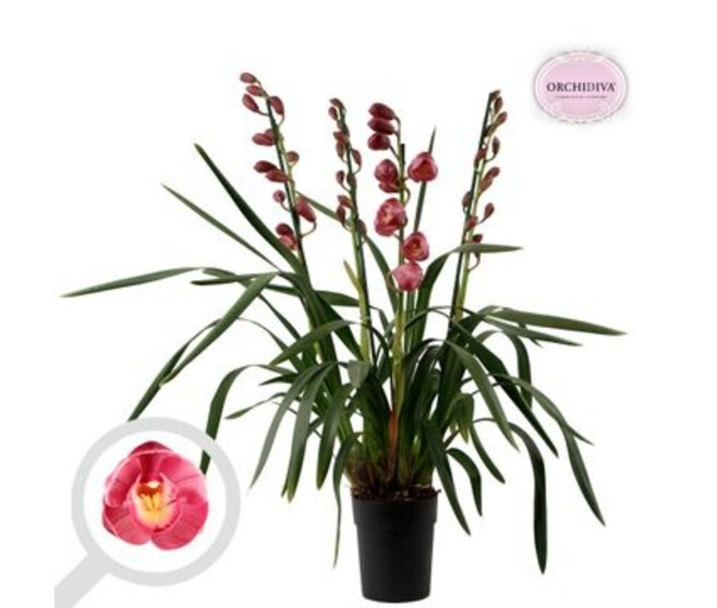 CYMBIDIUM 3/BR DARK PINK