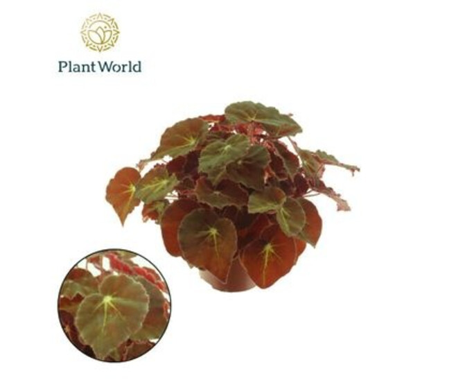 BEGONIA MAGIC COLOURS MONTUNO
