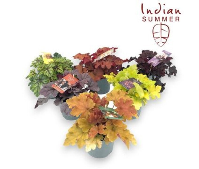 HEUCHERA INDIAN SUMMER VARIE