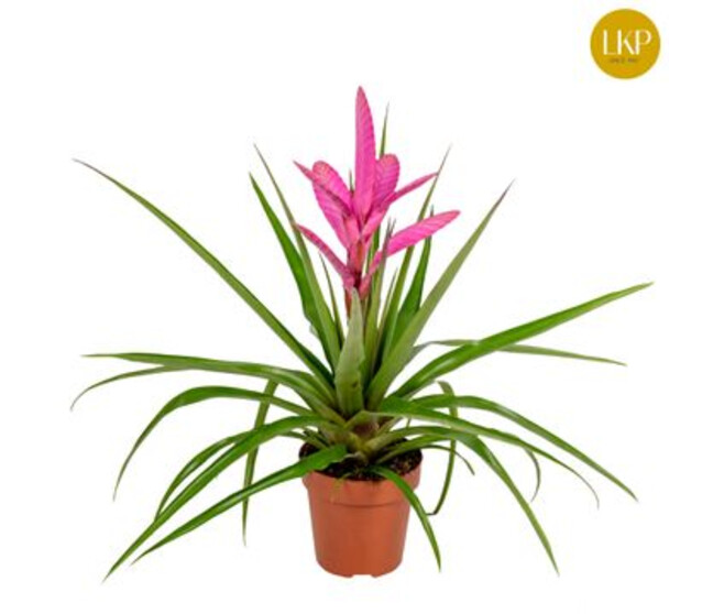 TILLANDSIA ANTONIO
