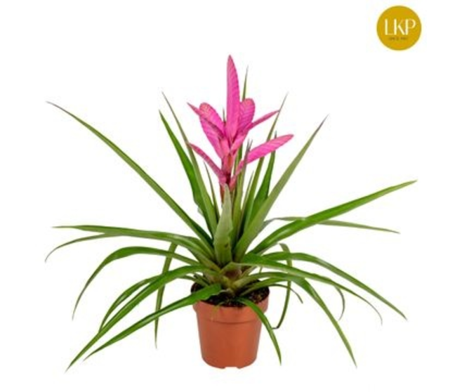 TILLANDSIA ANTONIO