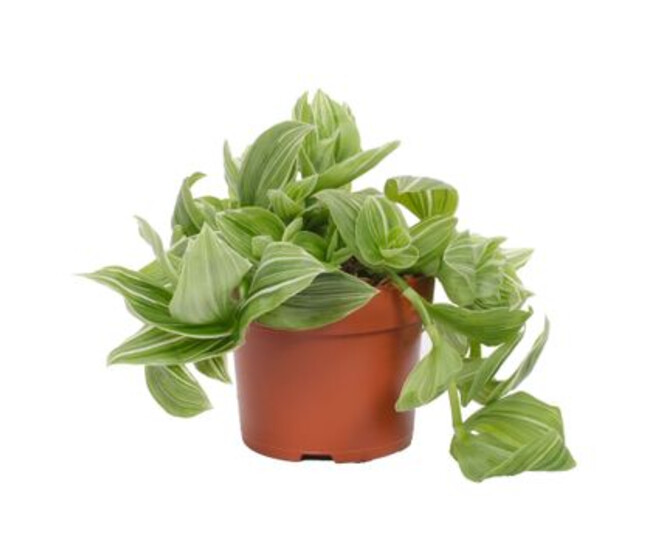 TRADESCANTIA GREEN GLACIER