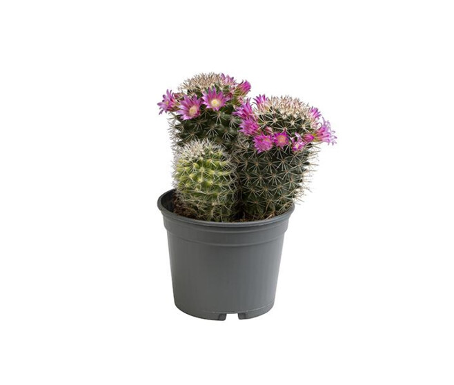 CACTUS MAMMILLARIA RUESTII