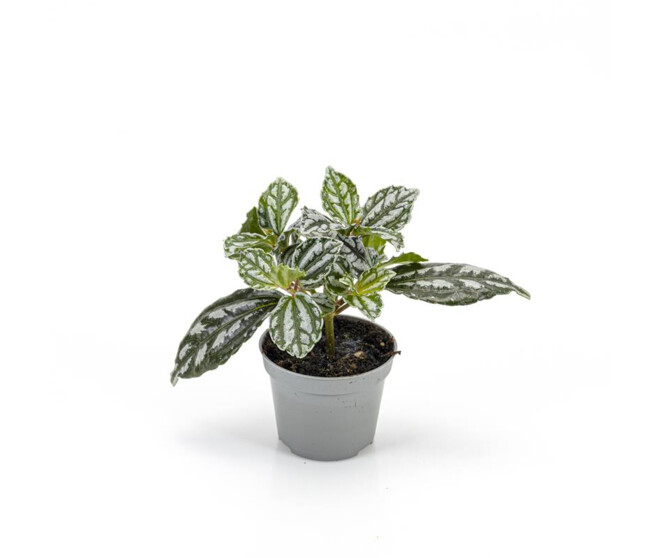 PILEA CADIEREI