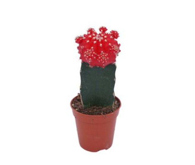 CACTUS GYMNOCALYCIUM JAPAN ROUGE