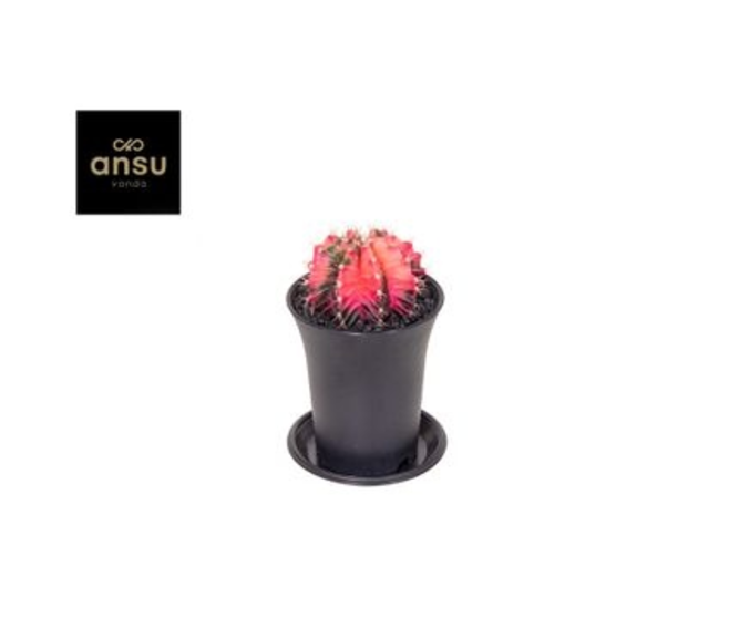 CACTUS GYMNOCALYCIUM VARIE
