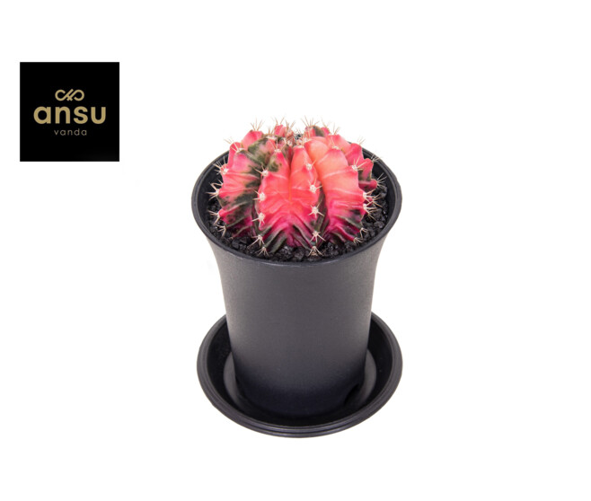 CACTUS GYMNOCALYCIUM VARIE