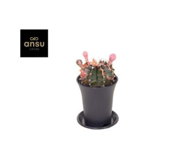 CACTUS GYMNOCALYCIUM VARIE