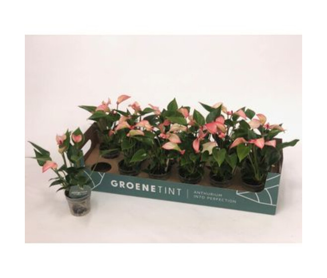 ANTHURIUM ANDREANUM MATATA