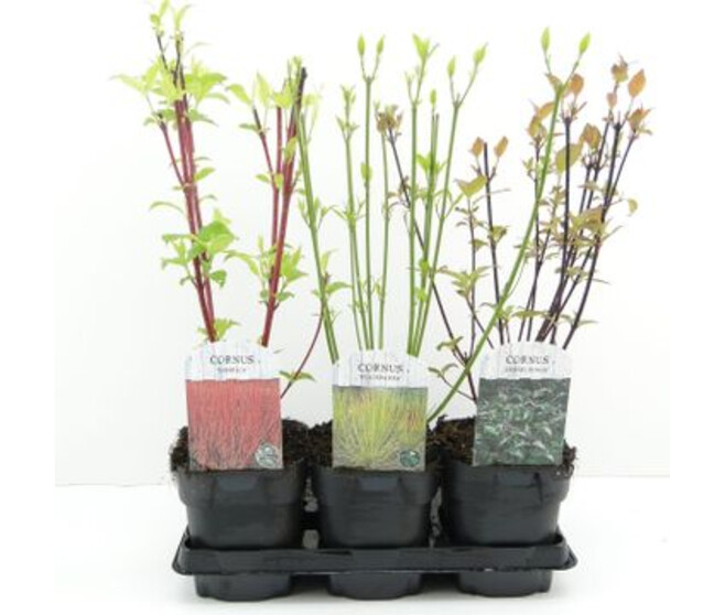 CORNUS