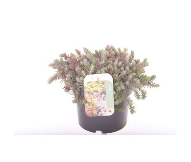 SEDUM REFLEXUM