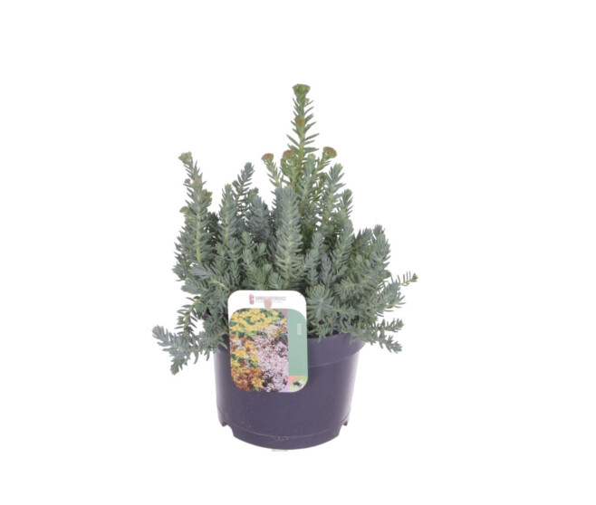 SEDUM REFLEXUM