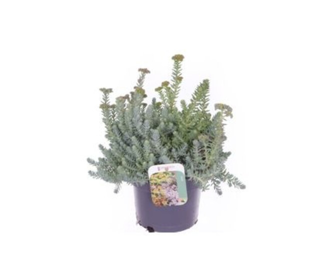 SEDUM REFLEXUM