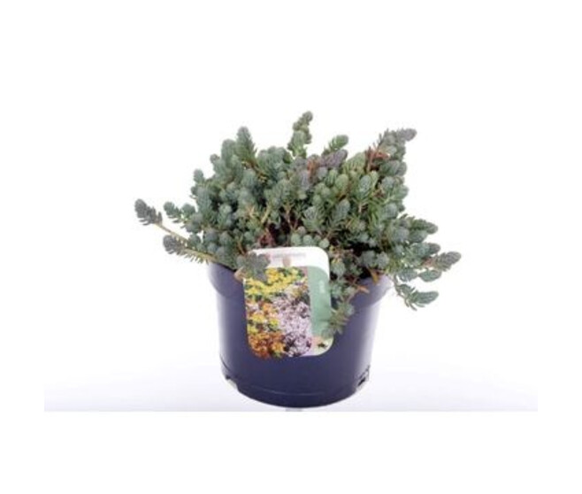 SEDUM REFLEXUM
