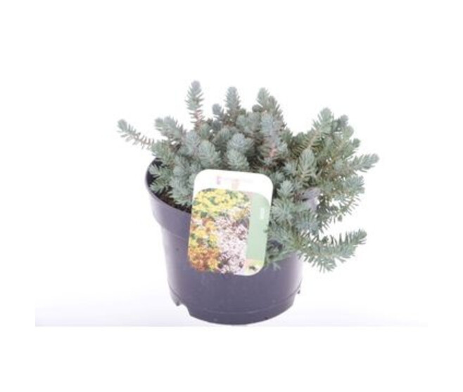 SEDUM REFLEXUM