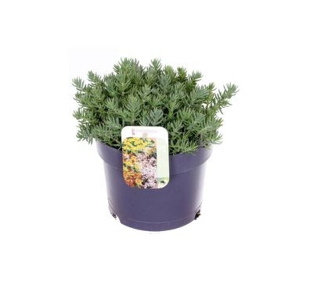 SEDUM REFLEXUM