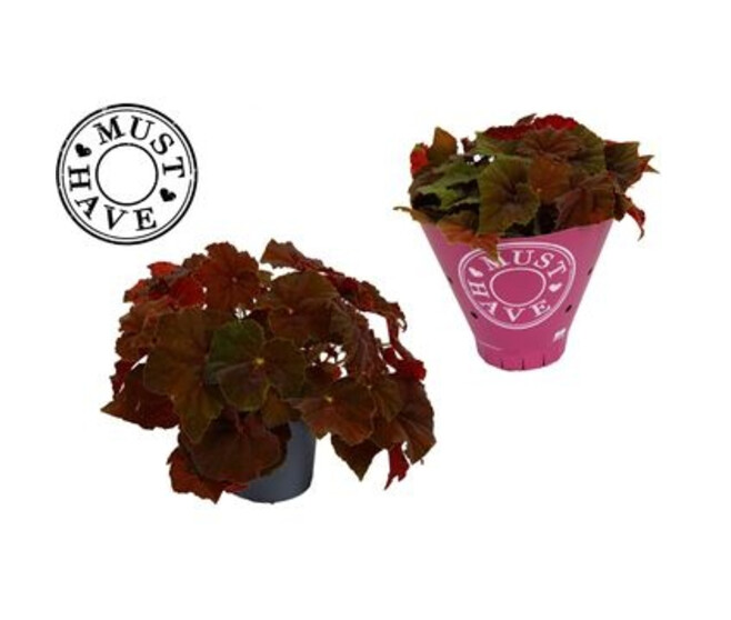 BEGONIA REX AMBER LOVE