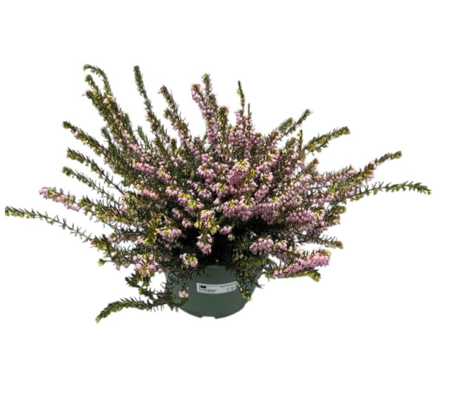 ERICA DARLEYENSIS