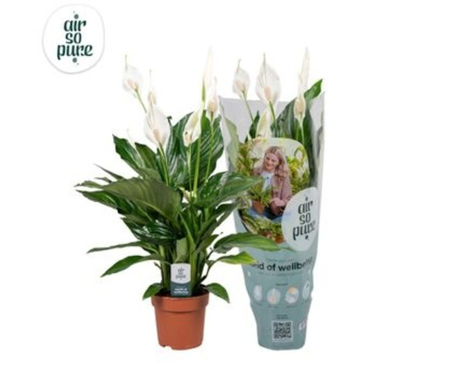 SPATHIPHYLLUM SWEET RICARDO