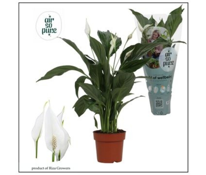 SPATHIPHYLLUM SWEET RICARDO