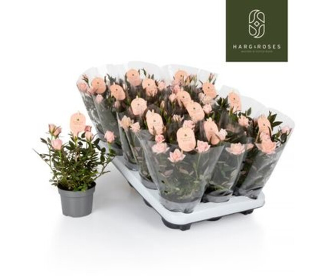ROSIER ROSAROMA ROSE