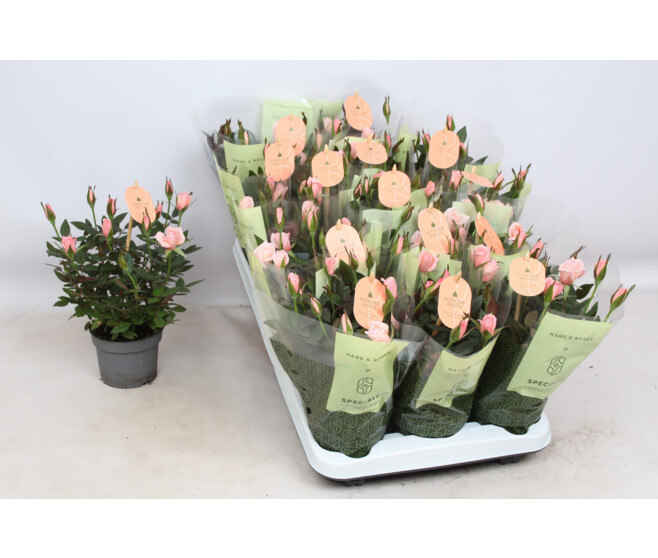 ROSIER ROSAROMA ROSE