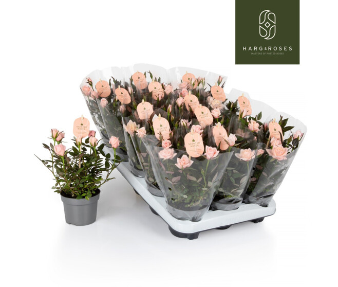 ROSIER ROSAROMA ROSE