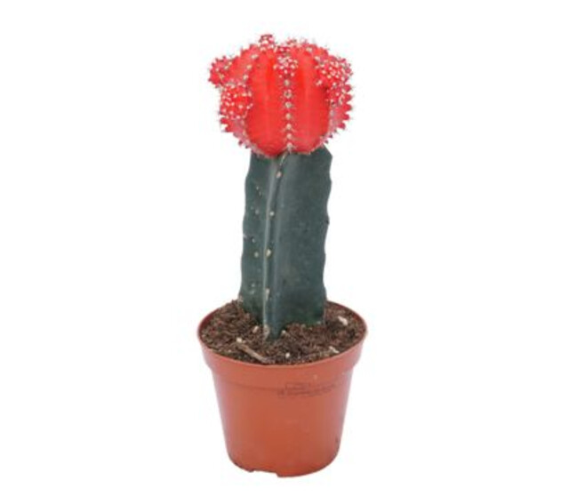 CACTUS GYMNOCALYCIUM JAPAN ROUGE