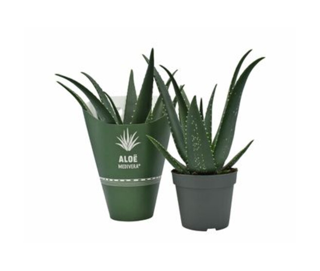 ALOE EQUATOR MEDIVERA