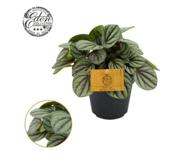 PEPEROMIA MISTIQUE