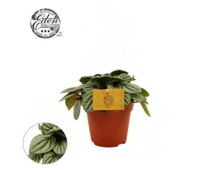 PEPEROMIA MISTIQUE