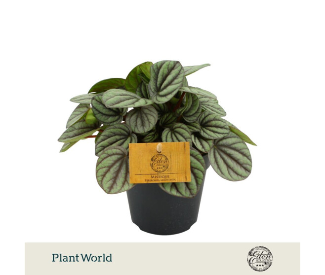 PEPEROMIA MISTIQUE