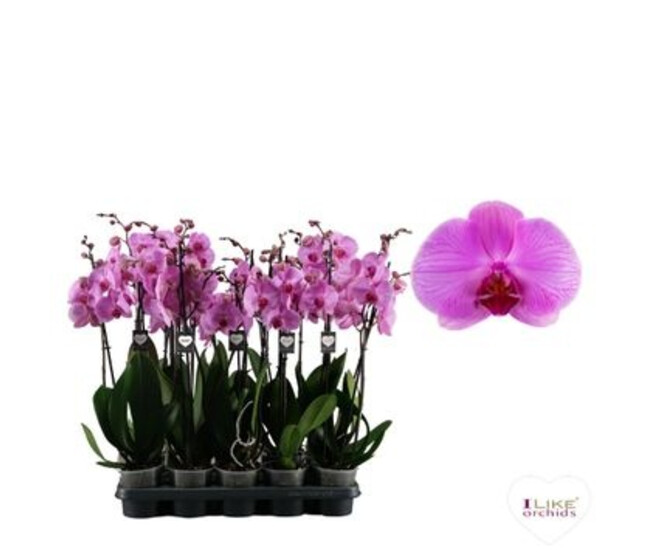 PHALAENOPSIS 2BR MAUVE