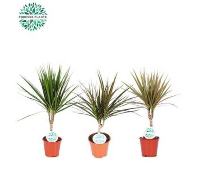 DRACAENA TIGE VARIE