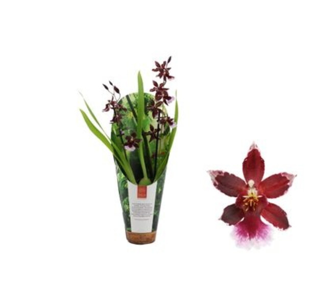 BURRAGEARA 2BR BARROCO RED