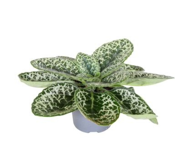STREPTOCARPUS PRETTY TURTLE