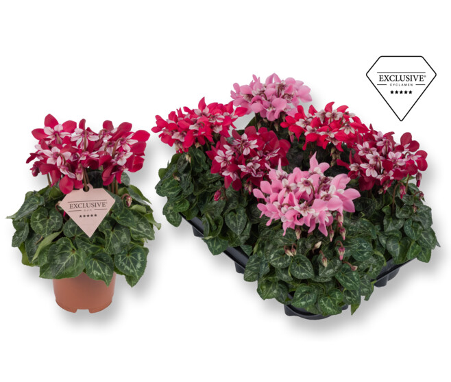 CYCLAMEN SUPER SERIE DJIX VARIE