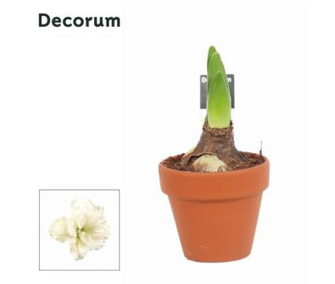 AMARYLLIS  2TIGES BLANC P TERRE
