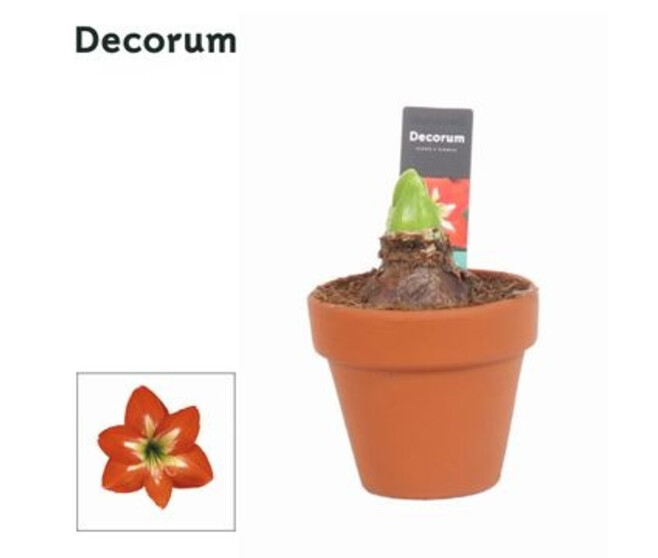 AMARYLLIS  2TIGES ROUGE P TERRE