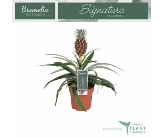 ANANAS ROSITA