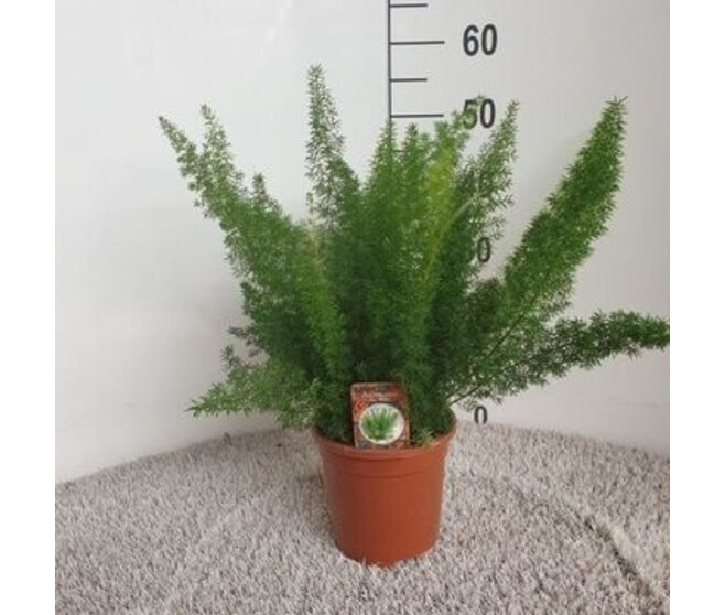 ASPARAGUS DENSIFLORUS MYERS