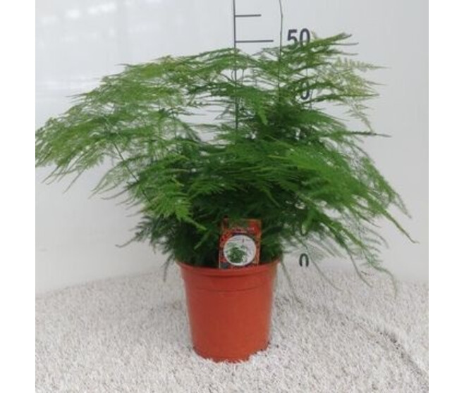 ASPARAGUS SETACEUS PLUMOSUS