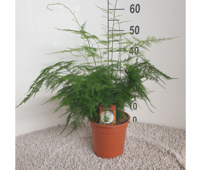 ASPARAGUS SETACEUS PLUMOSUS