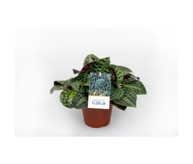 GEOGENANTHUS POEPPIGII