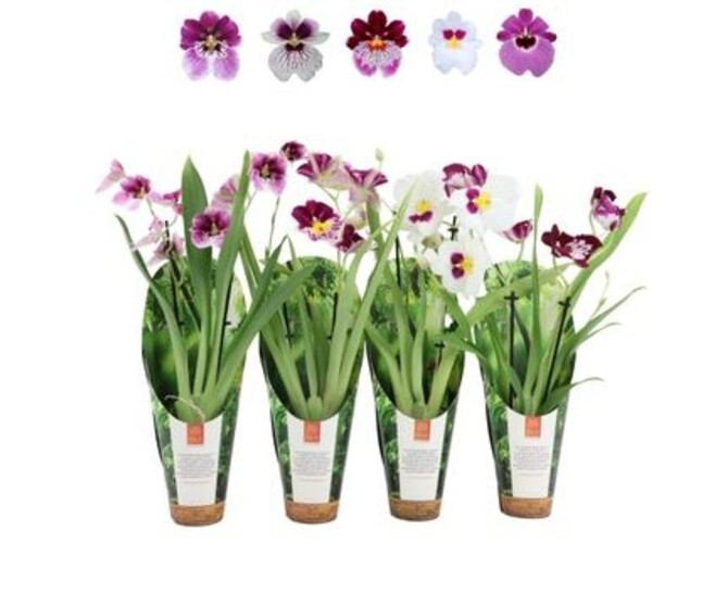 MILTONIA 2BR VARIE