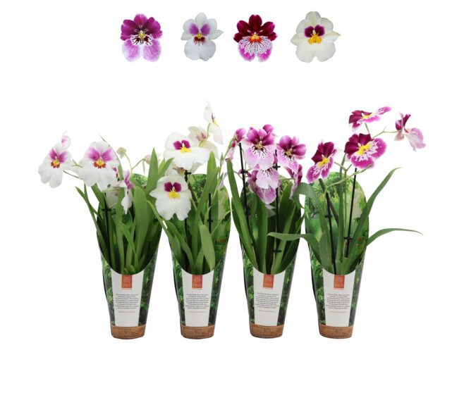 MILTONIA 2BR VARIE