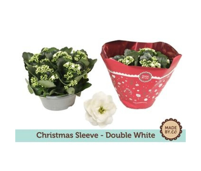 KALANCHOE FL DBLE COUPE