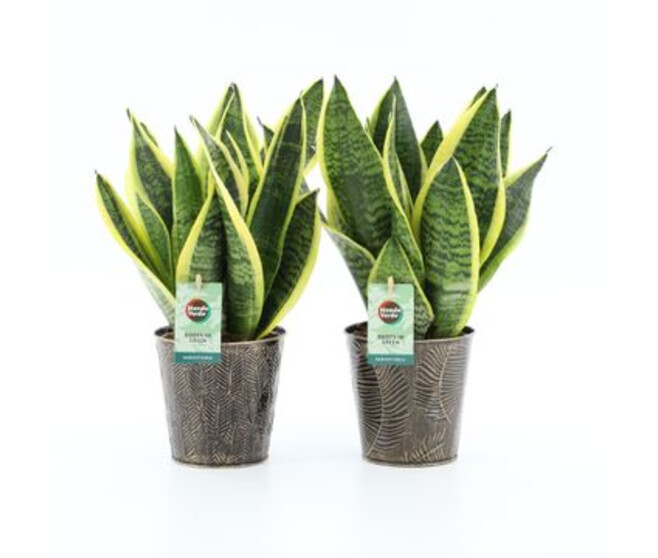 SANSEVIERIA FUTURA SUPERBA ZINC