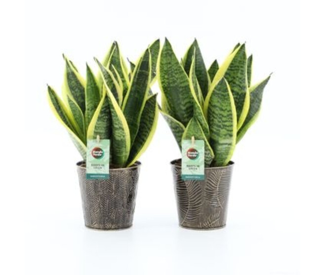 SANSEVIERIA FUTURA SUPERBA ZINC